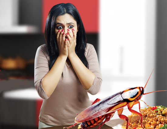 anti-cockroach